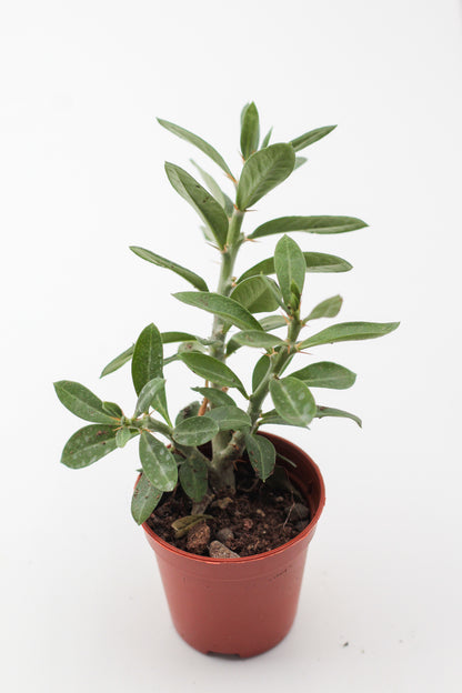 Pachypodium bispinosum