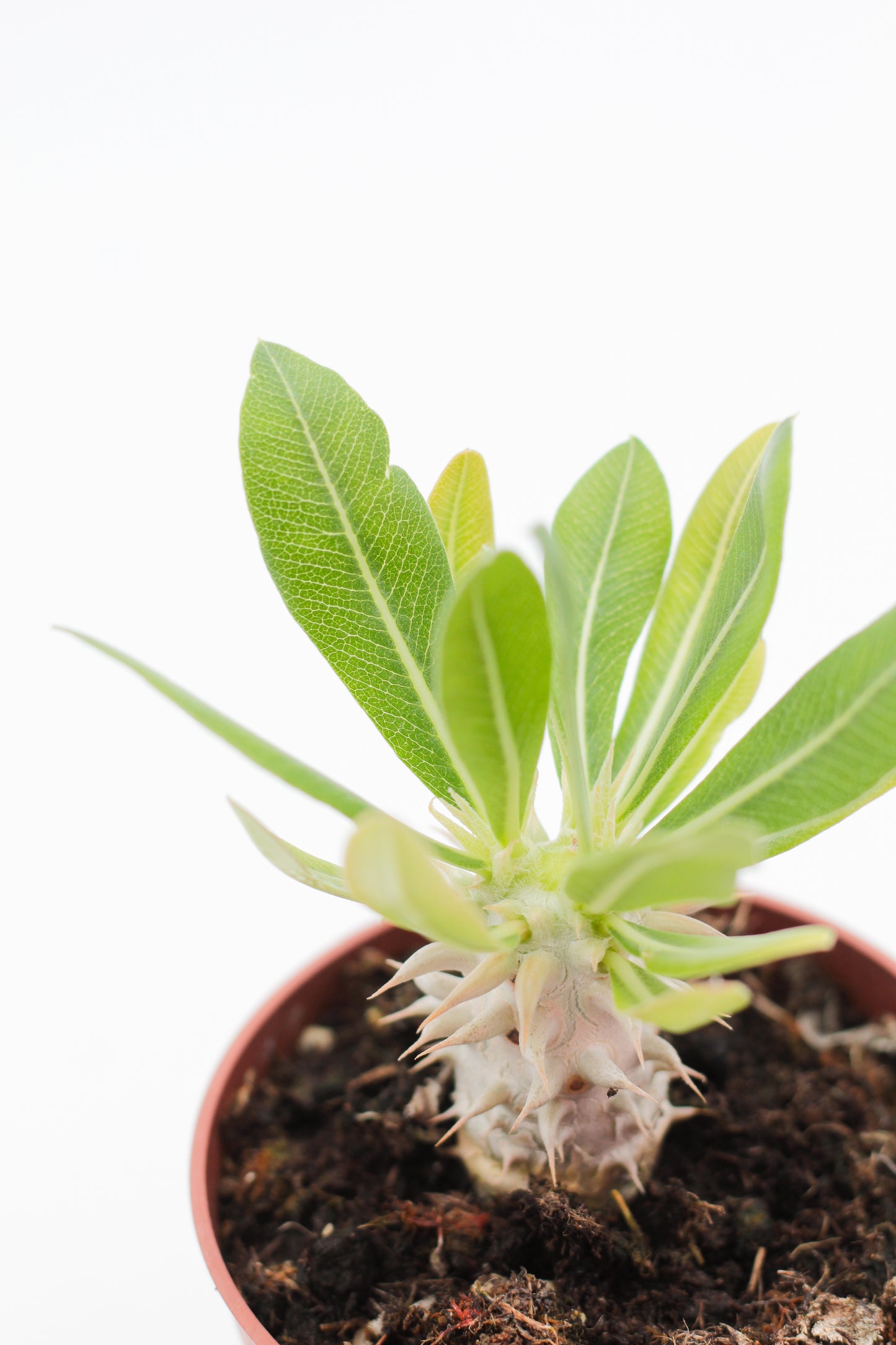 Pachypodium densiflorum