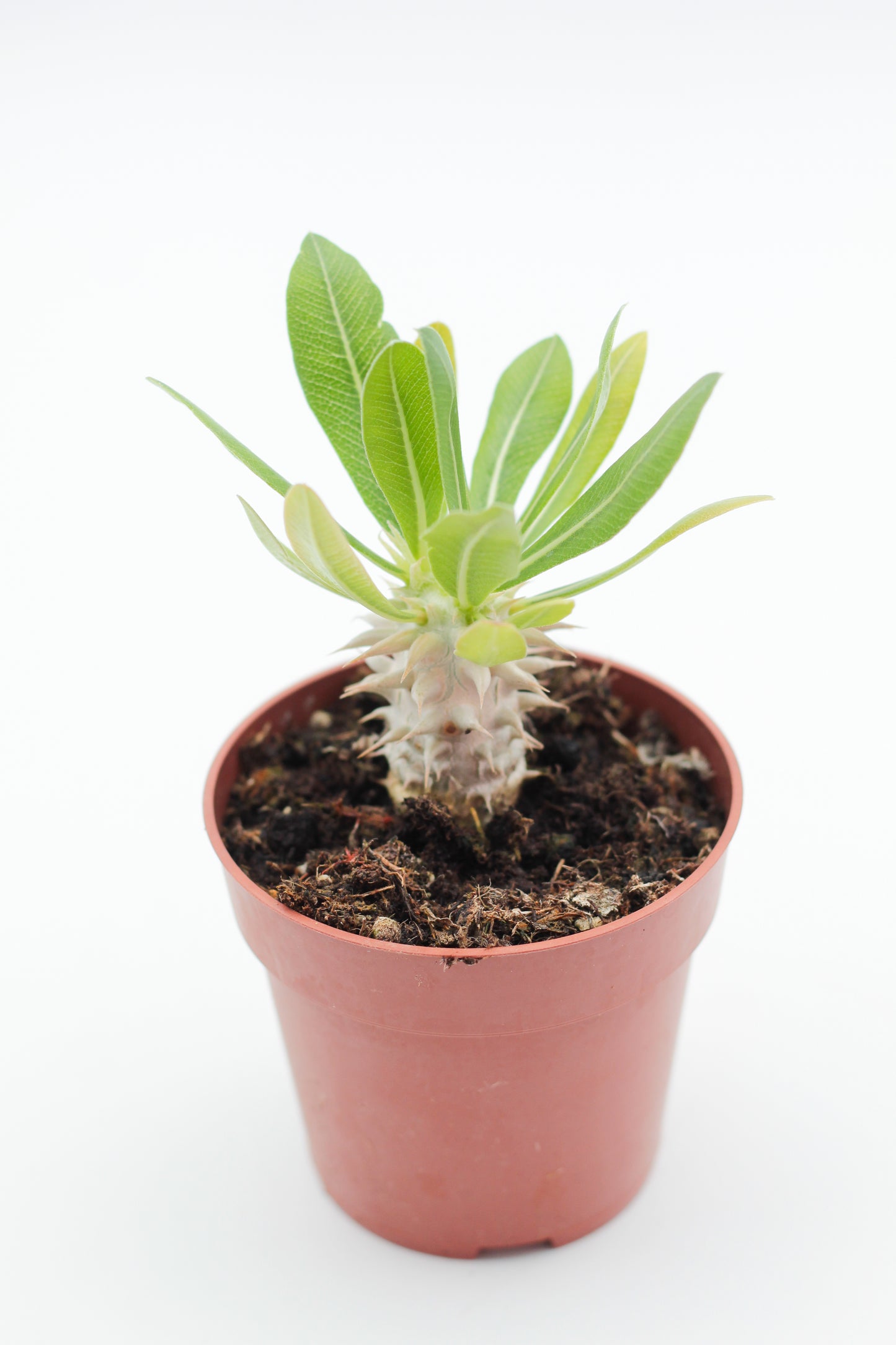 Pachypodium densiflorum