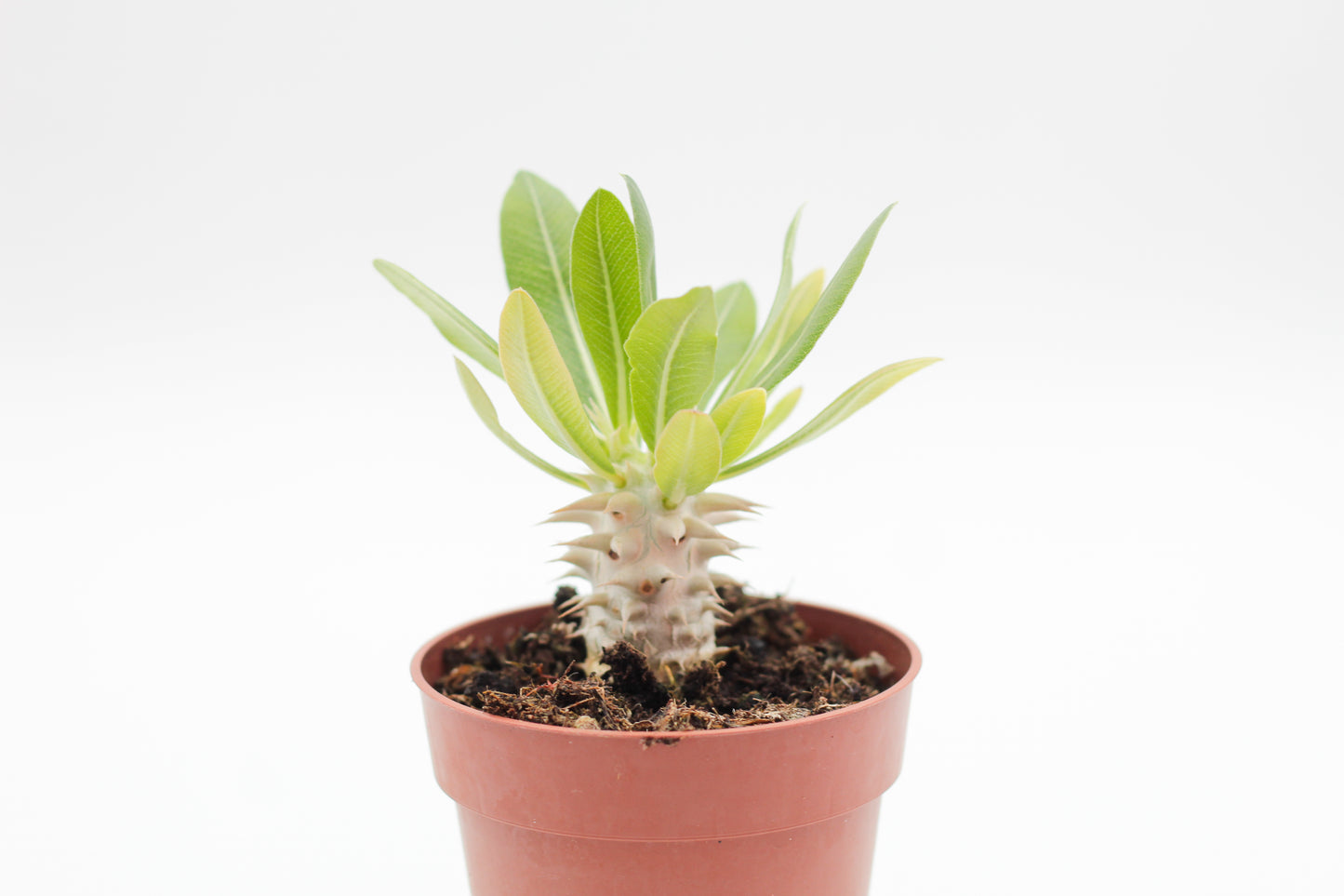 Pachypodium densiflorum