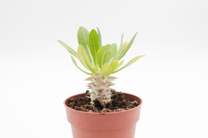 Pachypodium densiflorum