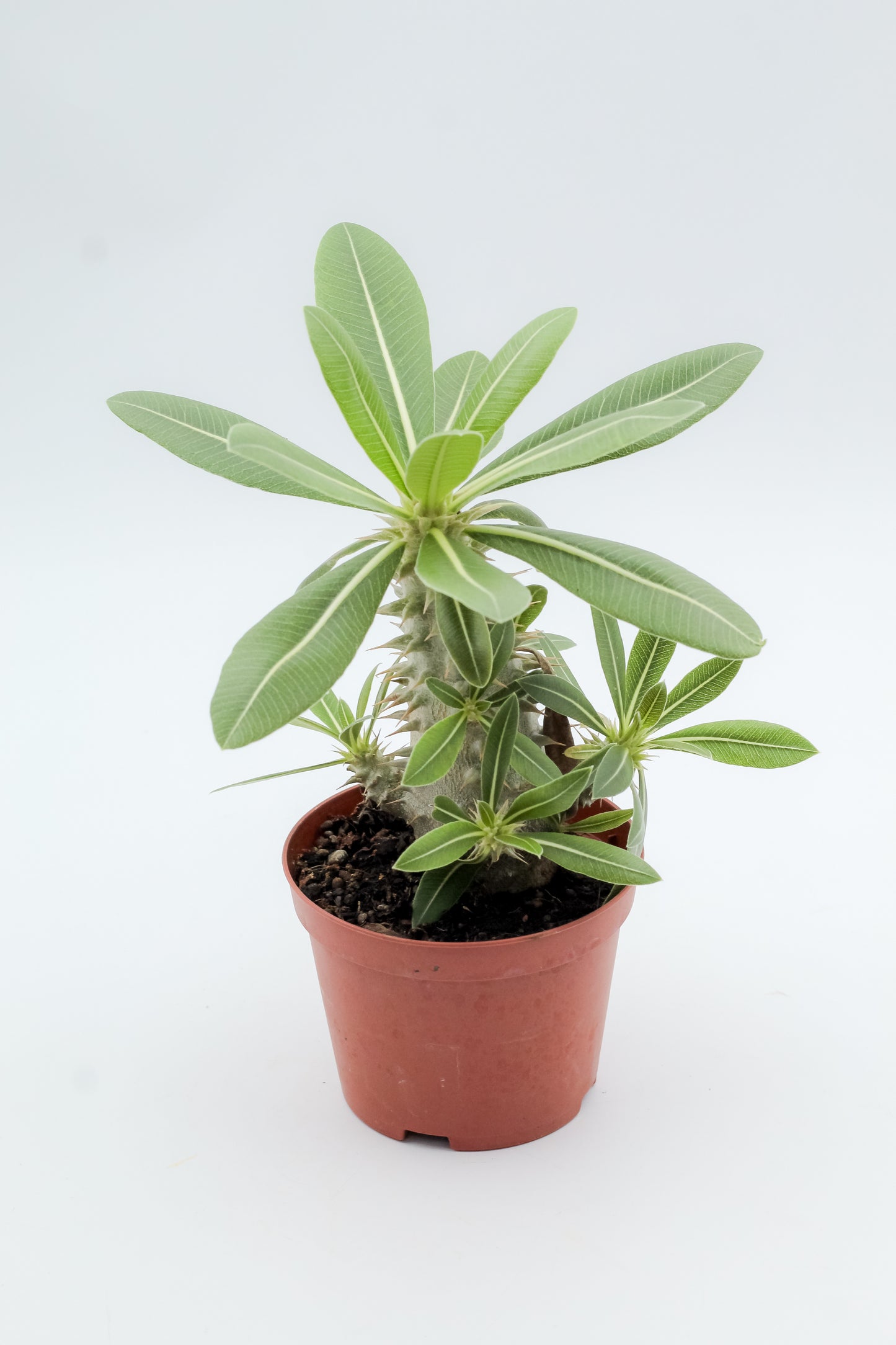 Pachypodium densiflorum thick trunk