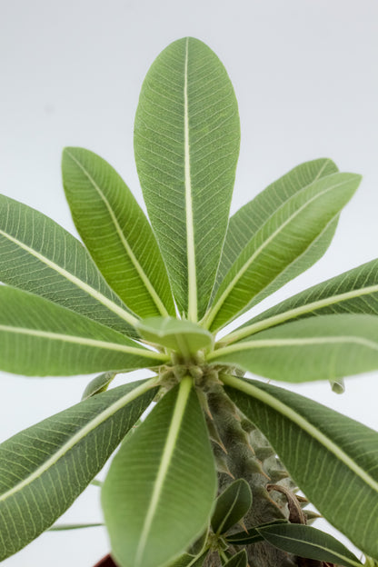 Pachypodium densiflorum thick trunk