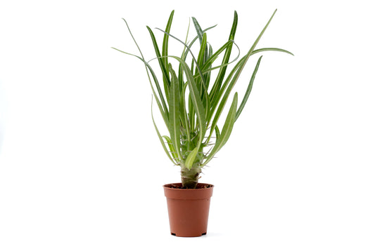 Pachypodium geayi