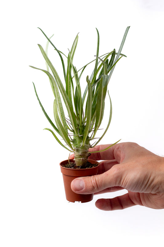 Pachypodium geayi