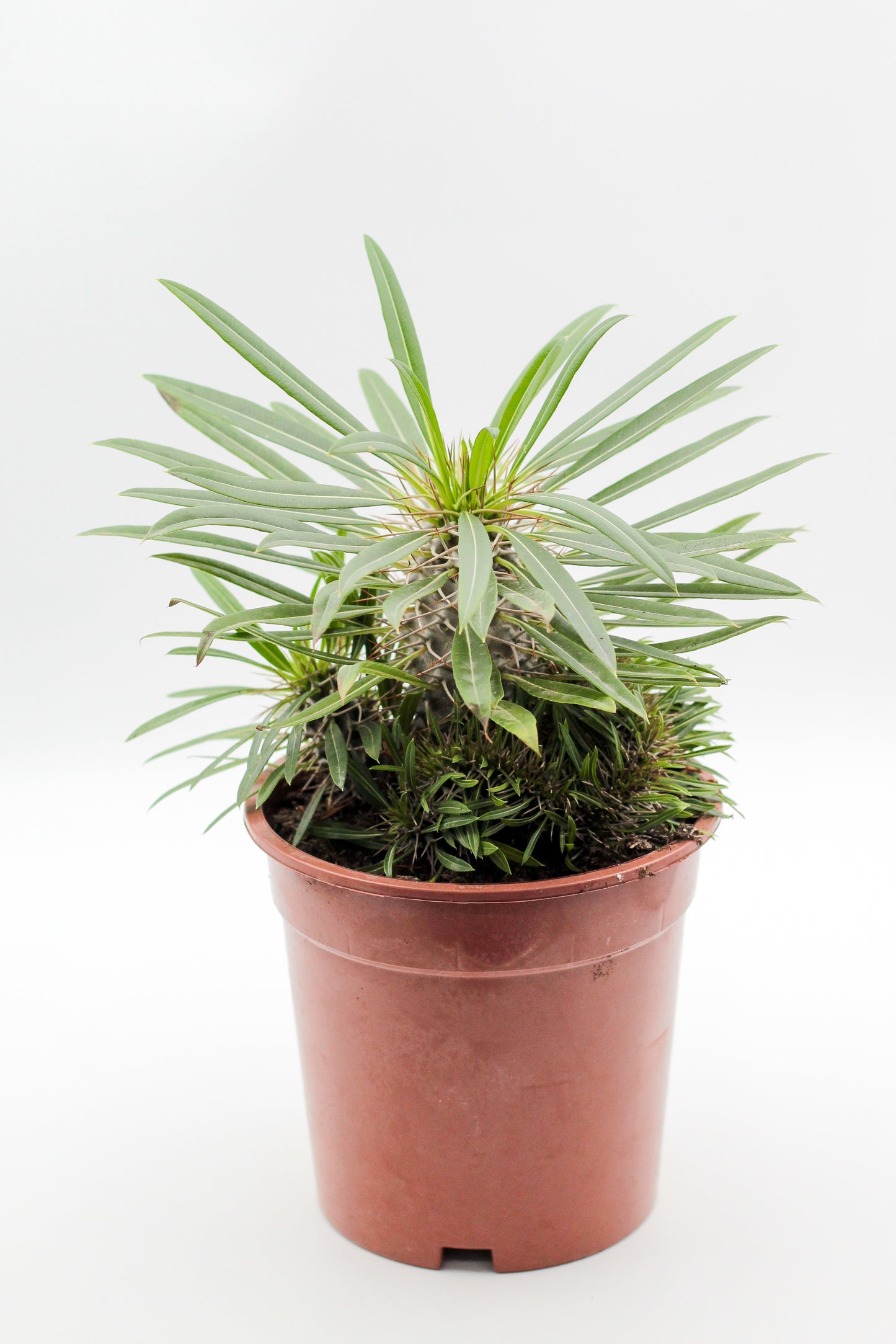 Pachypodium lamerei cristaat