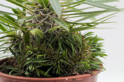 Pachypodium lamerei cristaat