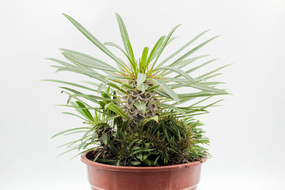 Pachypodium lamerei cristaat