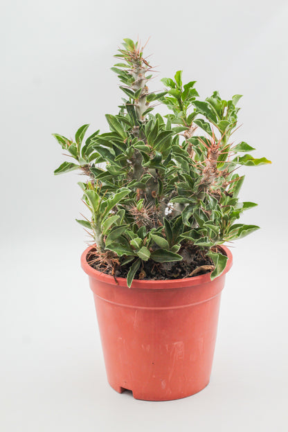 Pachypodium saundersii "BIG"