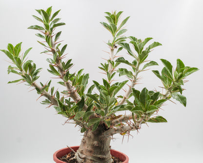 Pachypodium saundersii "BIG"