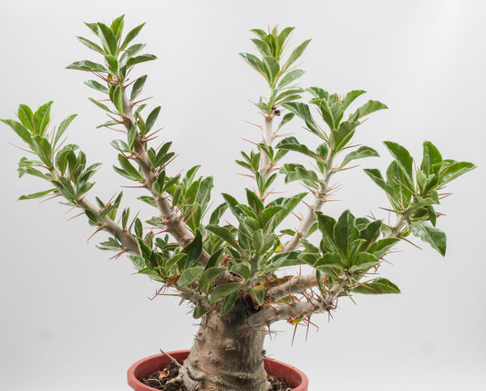 Pachypodium saundersii "BIG"