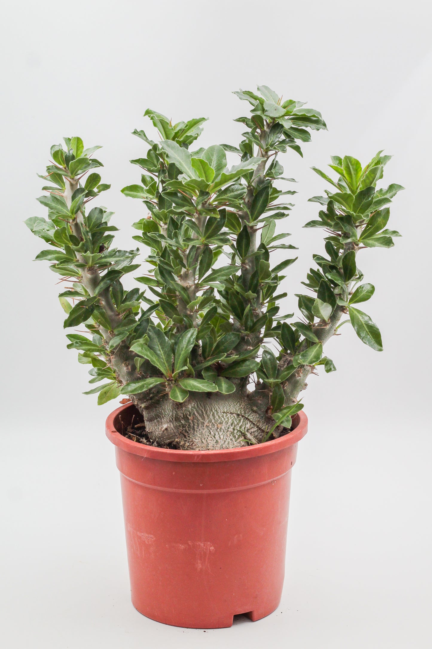 Pachypodium saundersii "BIG"