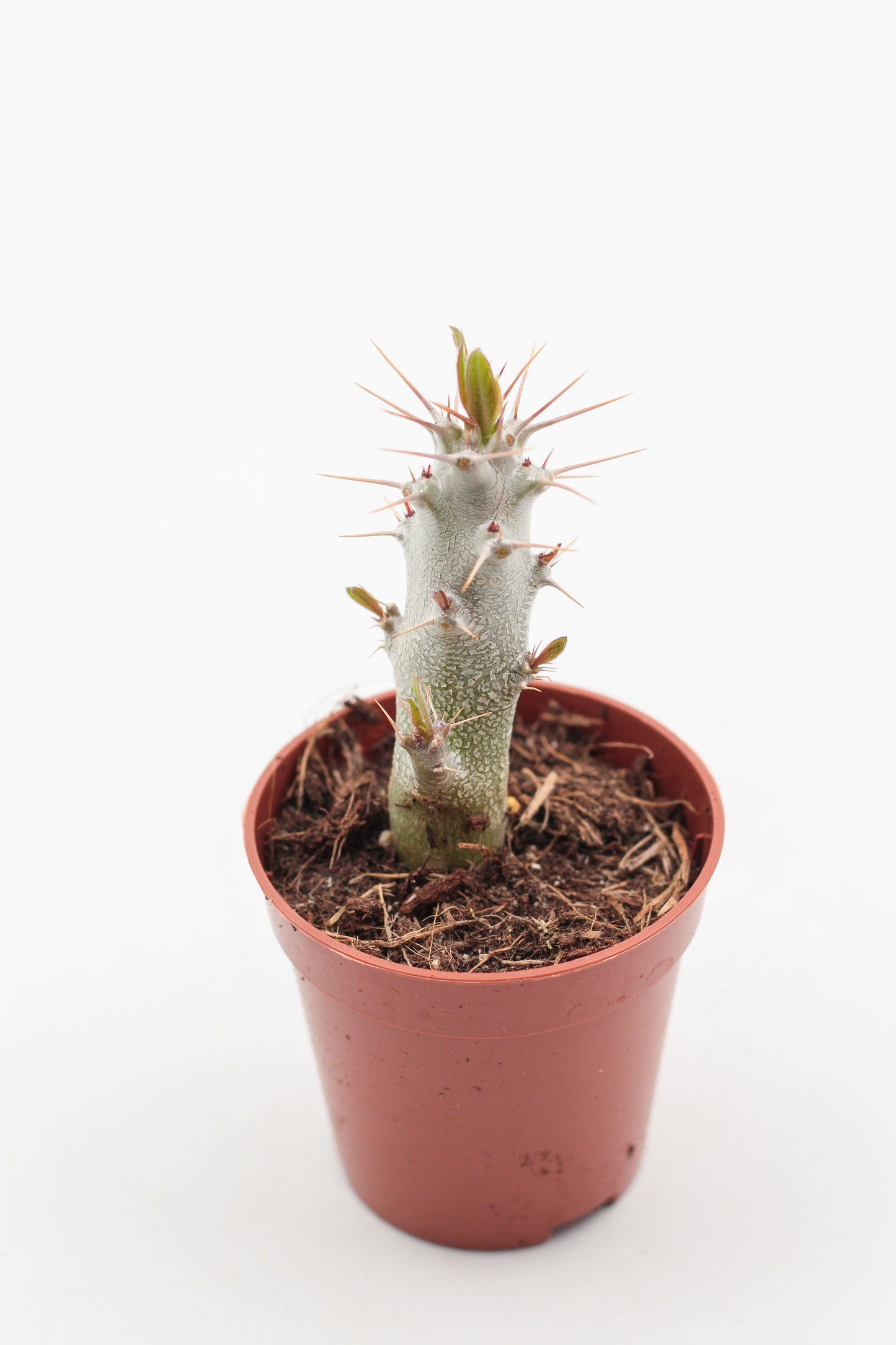 Pachypodium saundersii (Pachypodium lealii subs. saundersii)
