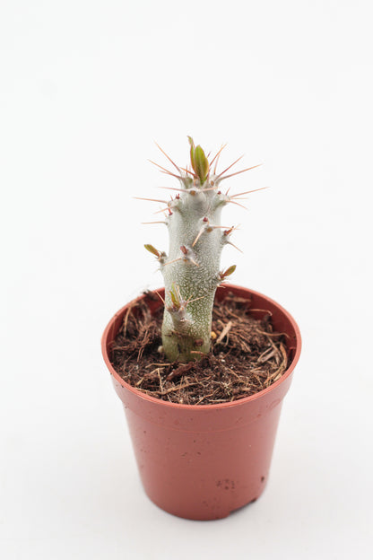 Pachypodium saundersii (Pachypodium lealii subs. saundersii)
