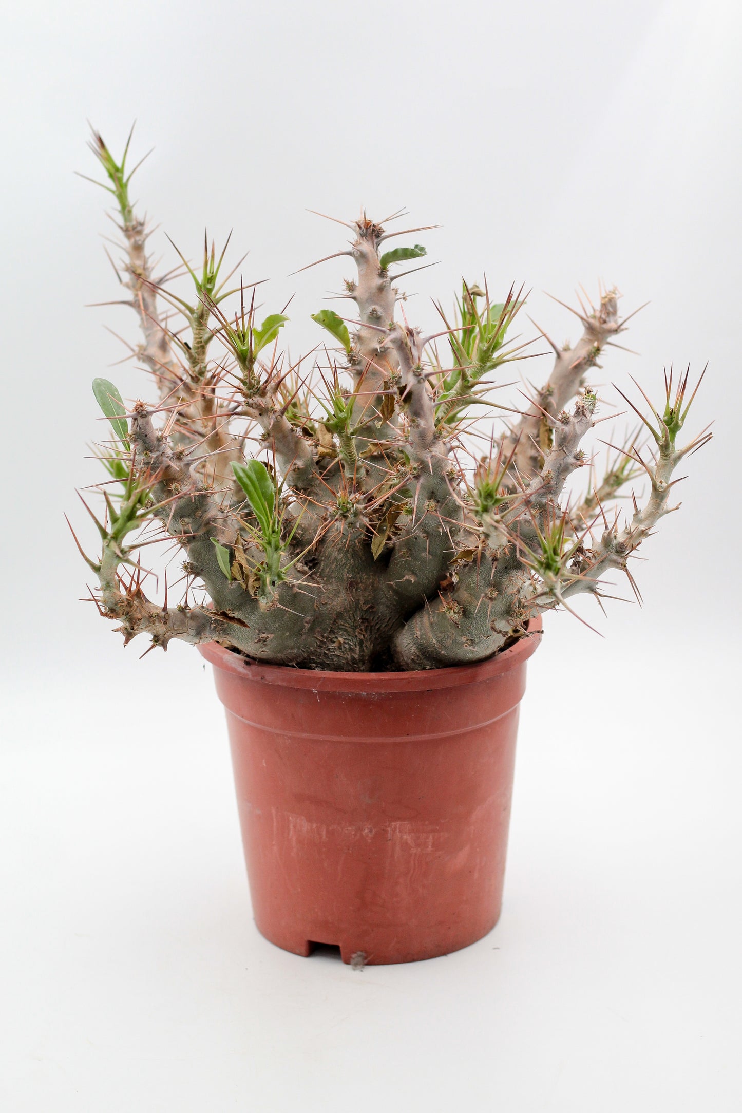 Pachypodium saundersii "BIG"