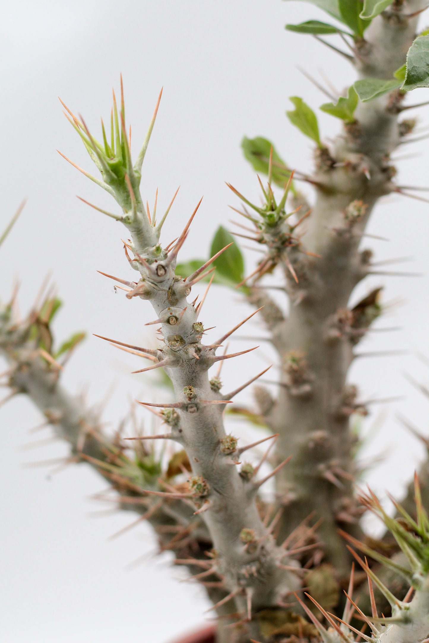 Pachypodium saundersii "BIG"