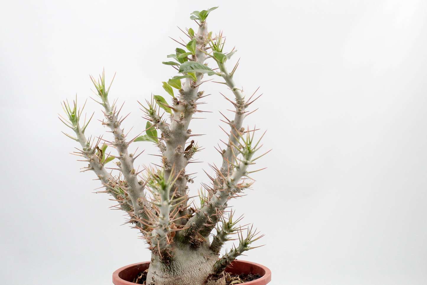 Pachypodium saundersii "BIG"