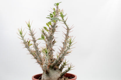 Pachypodium saundersii "BIG"