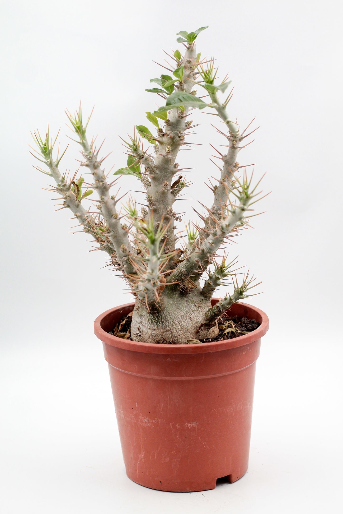 Pachypodium saundersii "BIG"