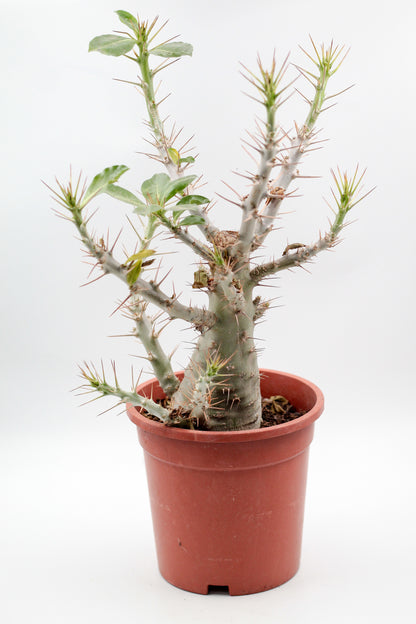 Pachypodium saundersii "BIG"