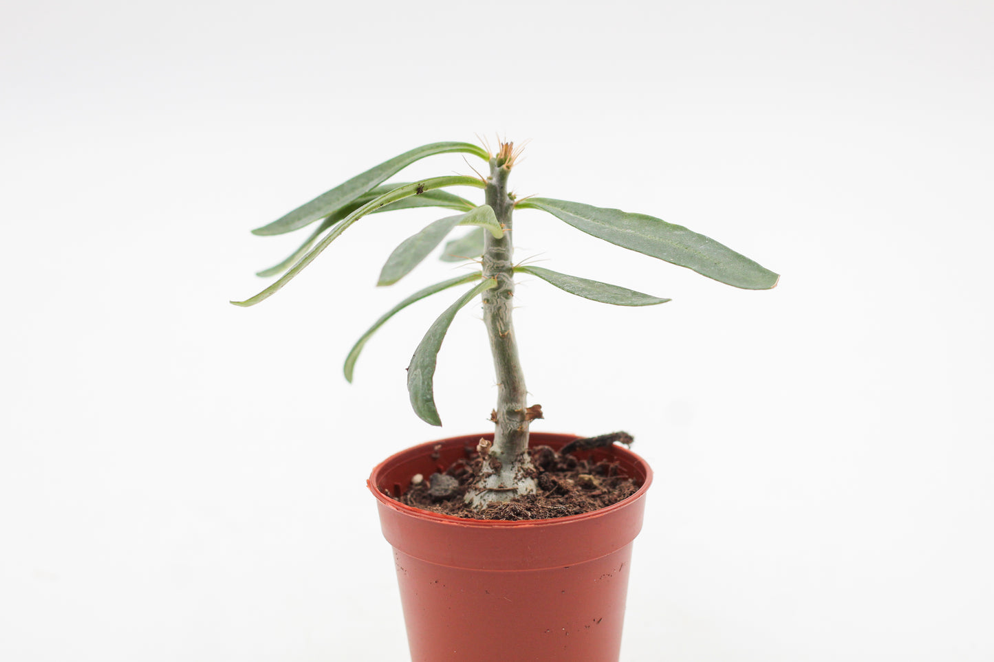 Pachypodium succulentum "budget picker"