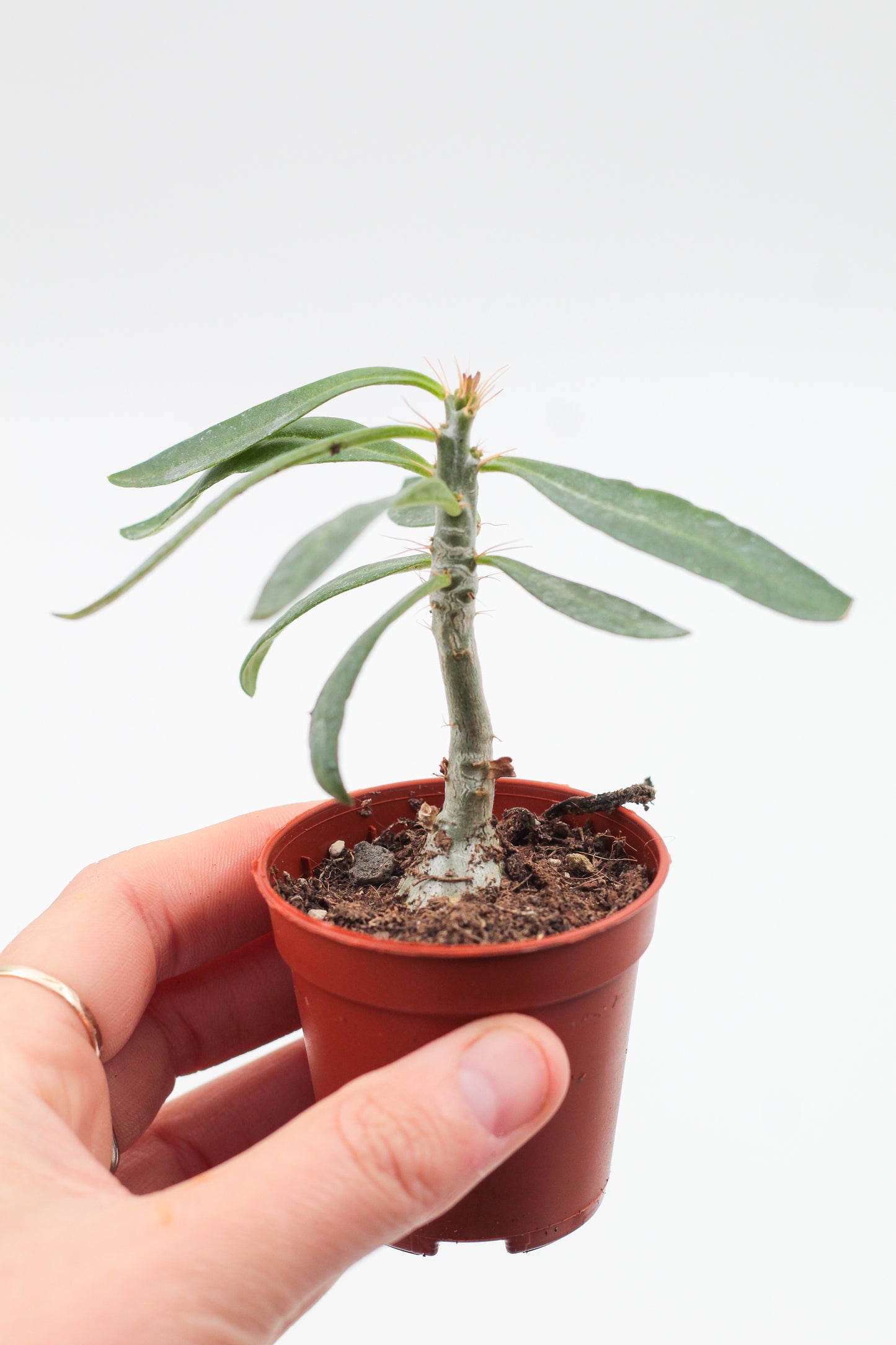 Pachypodium succulentum "budget picker"