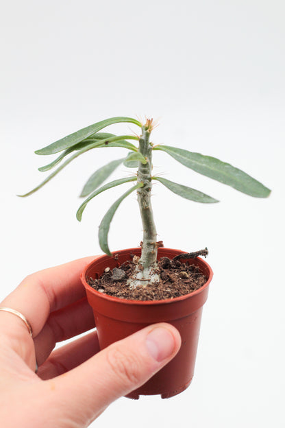Pachypodium succulentum "budget picker"