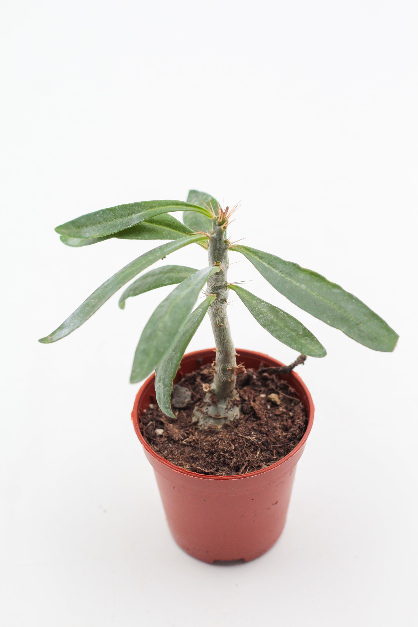 Pachypodium succulentum "budget picker"