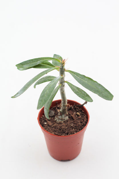 Pachypodium succulentum "budget picker"