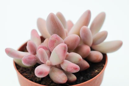 Pachyveria Ganzhou (Pachysedum)