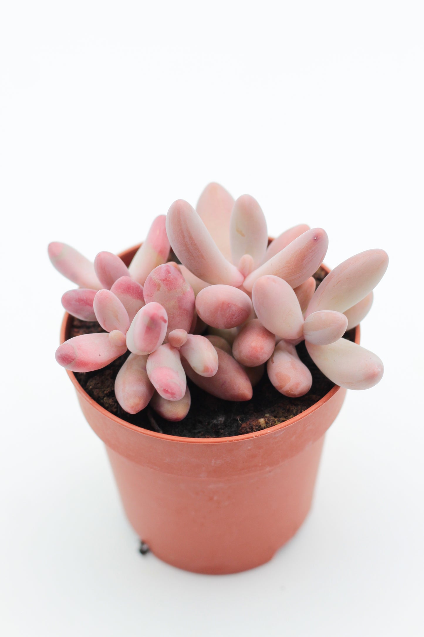 Pachyveria Ganzhou (Pachysedum)