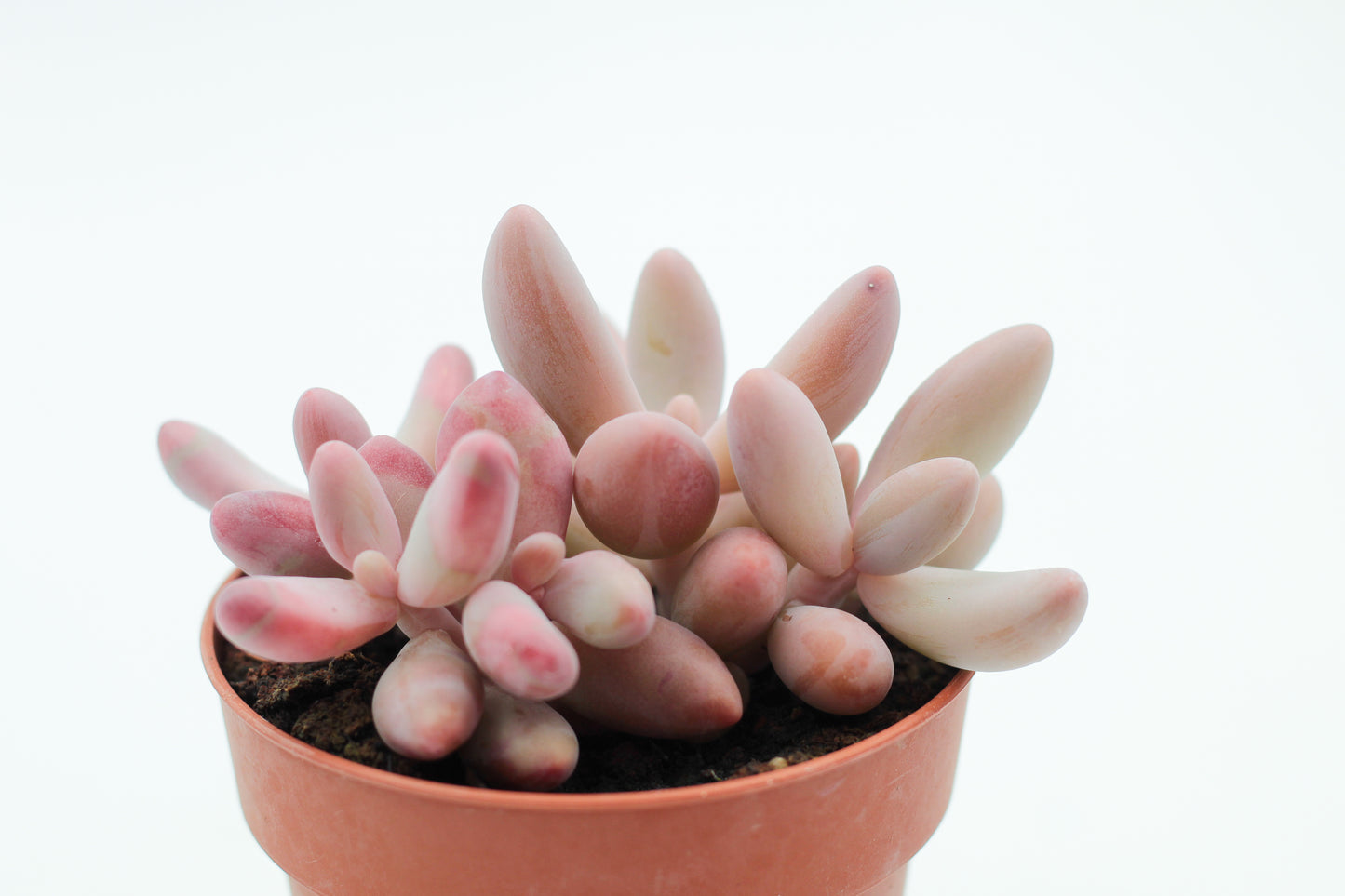 Pachyveria Ganzhou (Pachysedum)