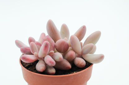 Pachyveria Ganzhou (Pachysedum)