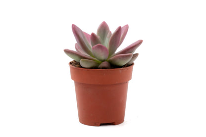 Pachyveria Rosy crow