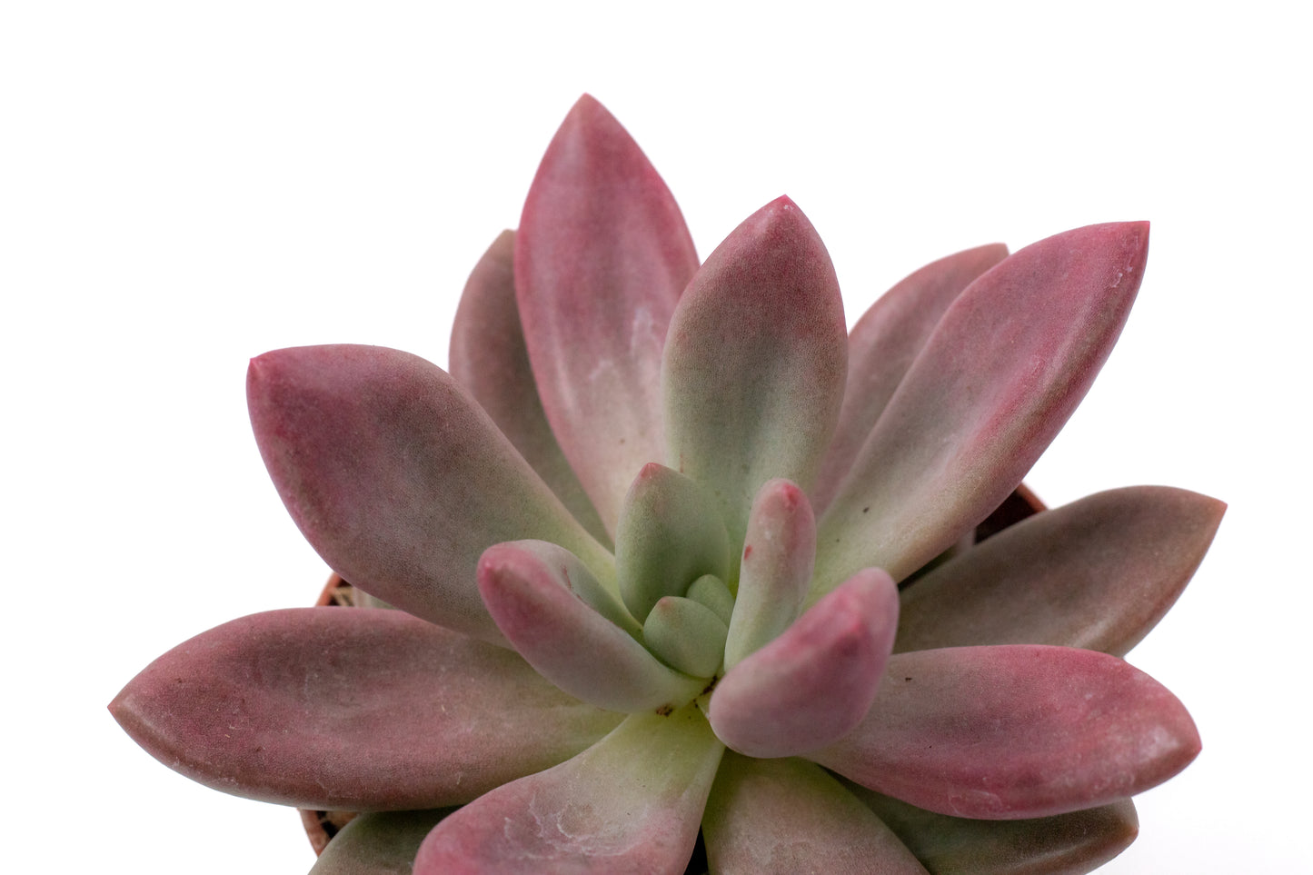 Pachyveria Rosy crow