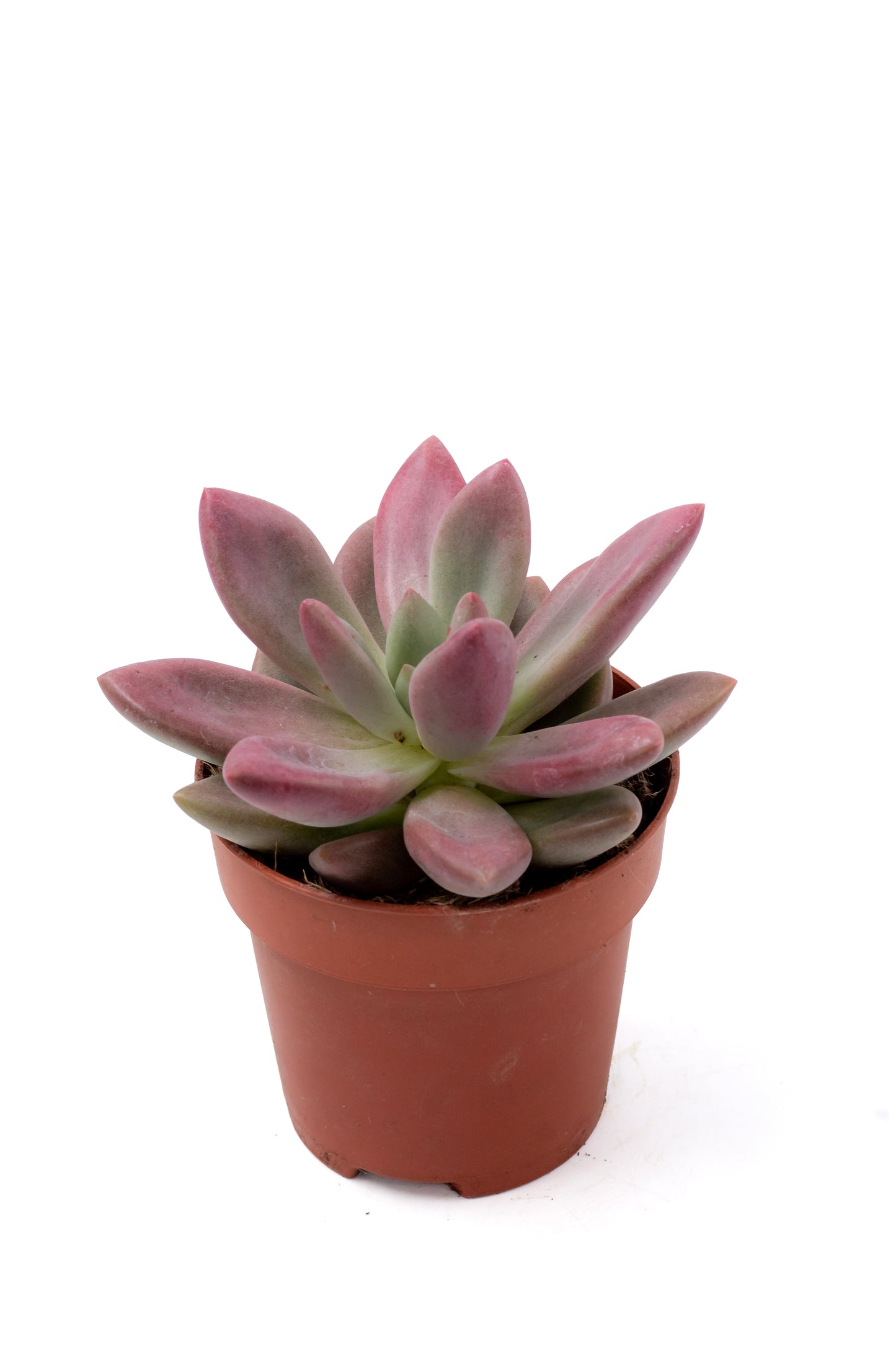 Pachyveria Rosy crow