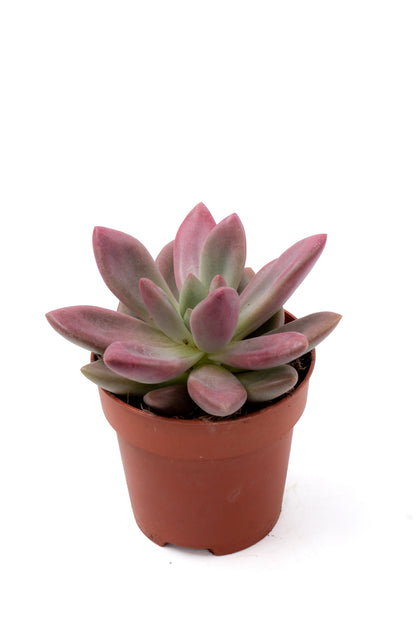 Pachyveria Rosy crow