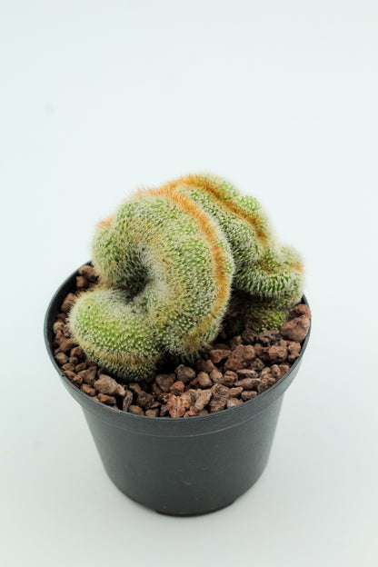 Parodia leninghausii cristaat