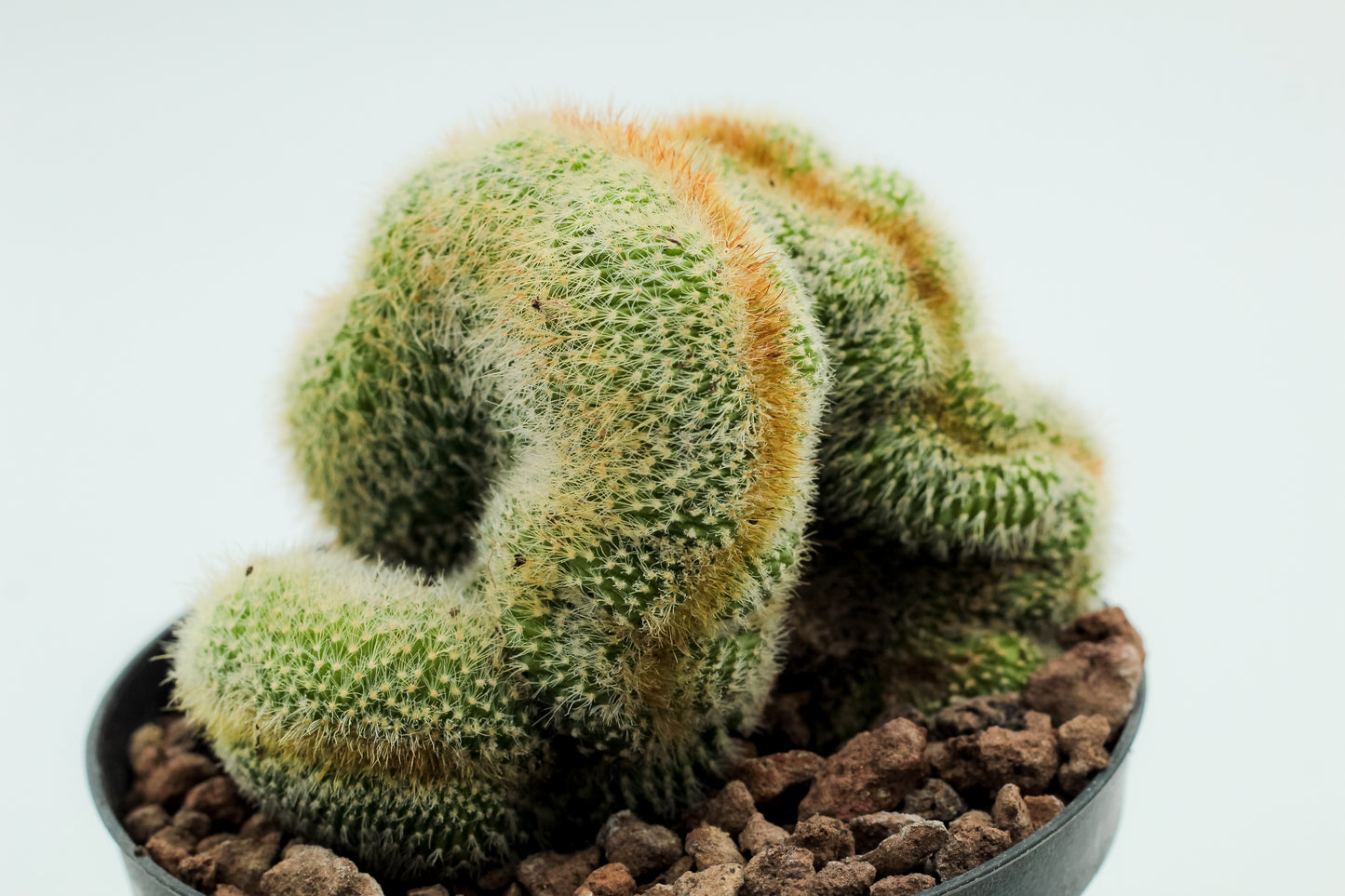 Parodia leninghausii cristaat
