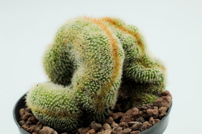 Parodia leninghausii cristaat