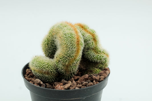 Parodia leninghausii cristaat