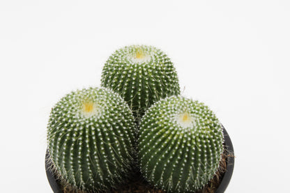 Parodia leninghausii cv. inermis cluster
