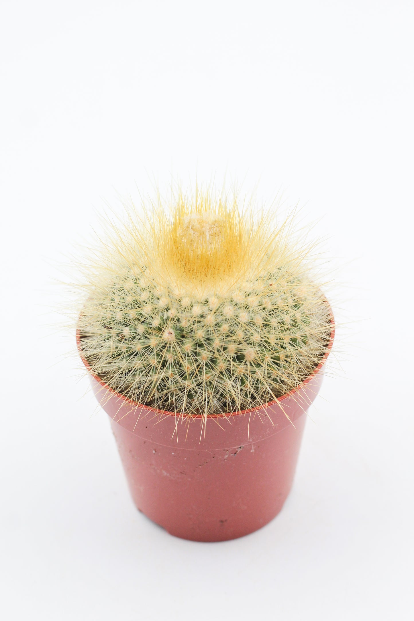 Parodia chrysacanthion