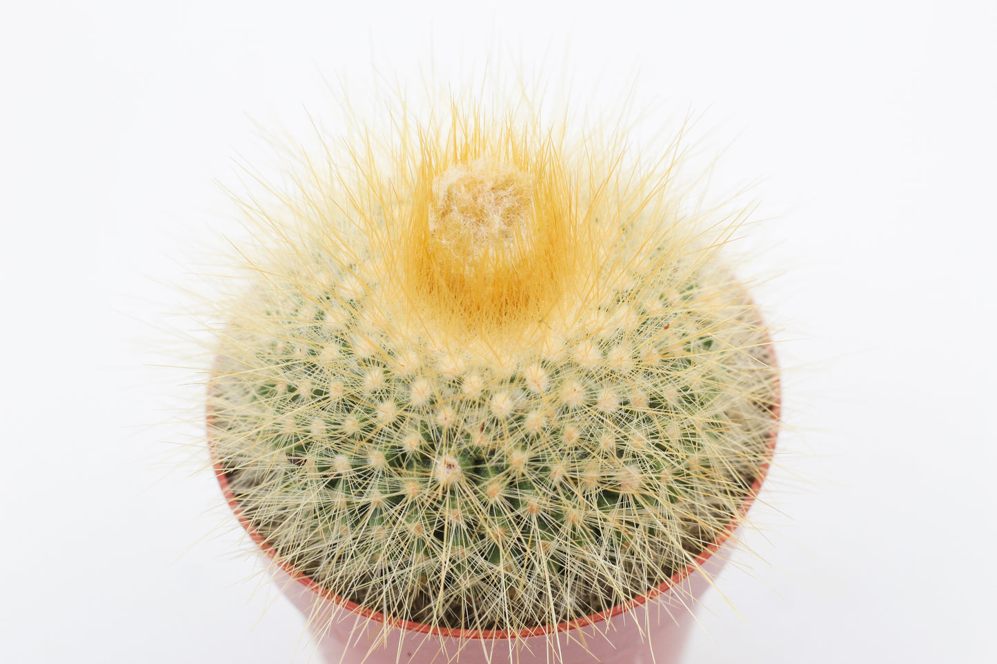 Parodia chrysacanthion