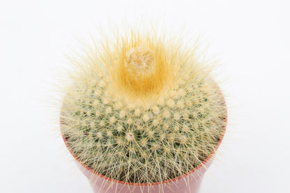 Parodia chrysacanthion