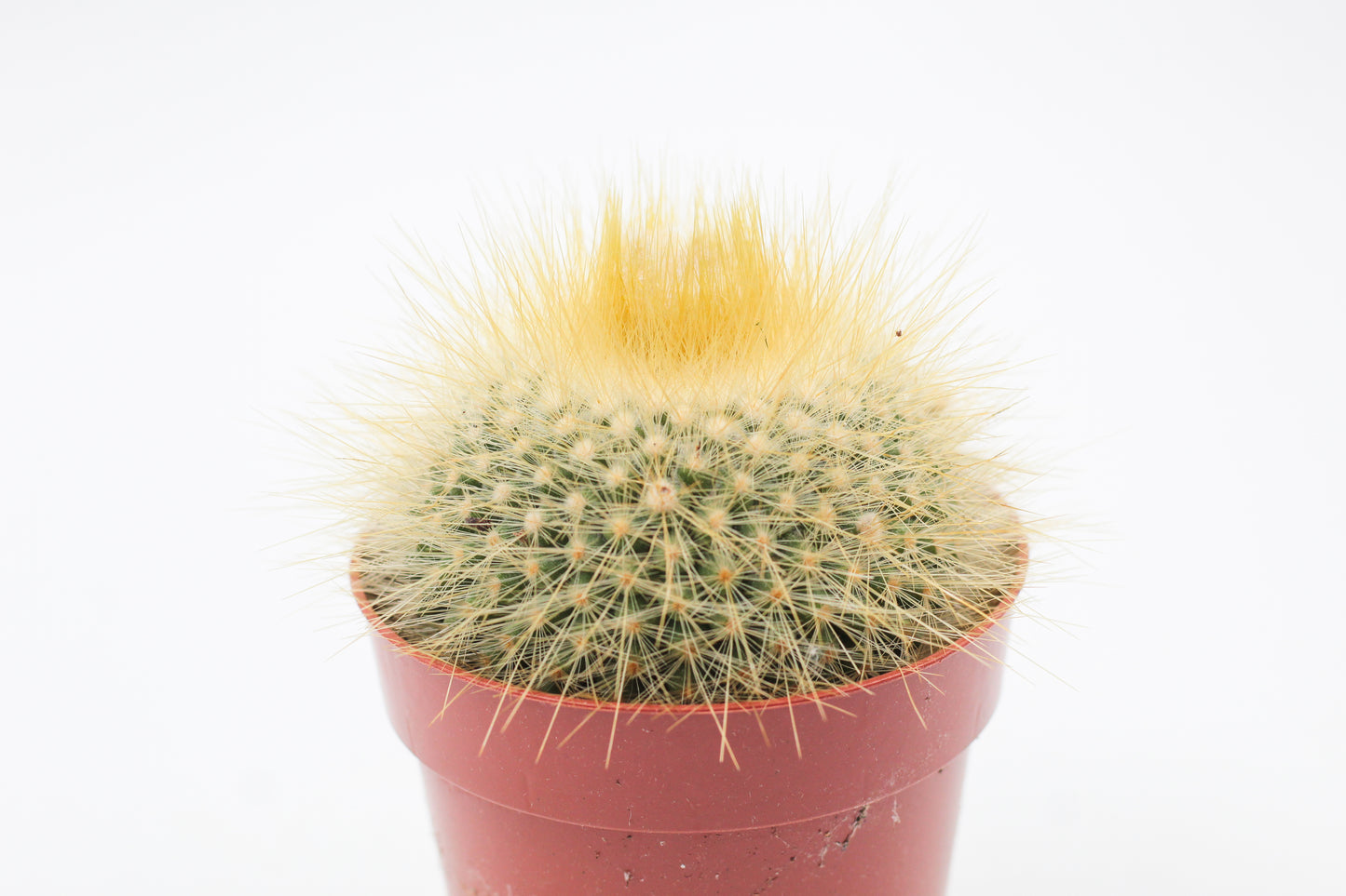 Parodia chrysacanthion