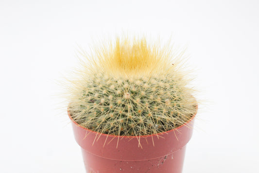 Parodia chrysacanthion