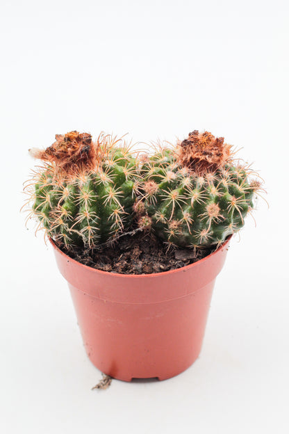 Parodia mairanana
