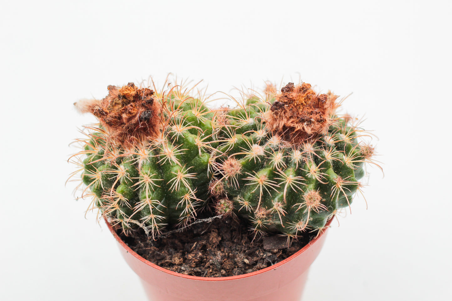 Parodia mairanana