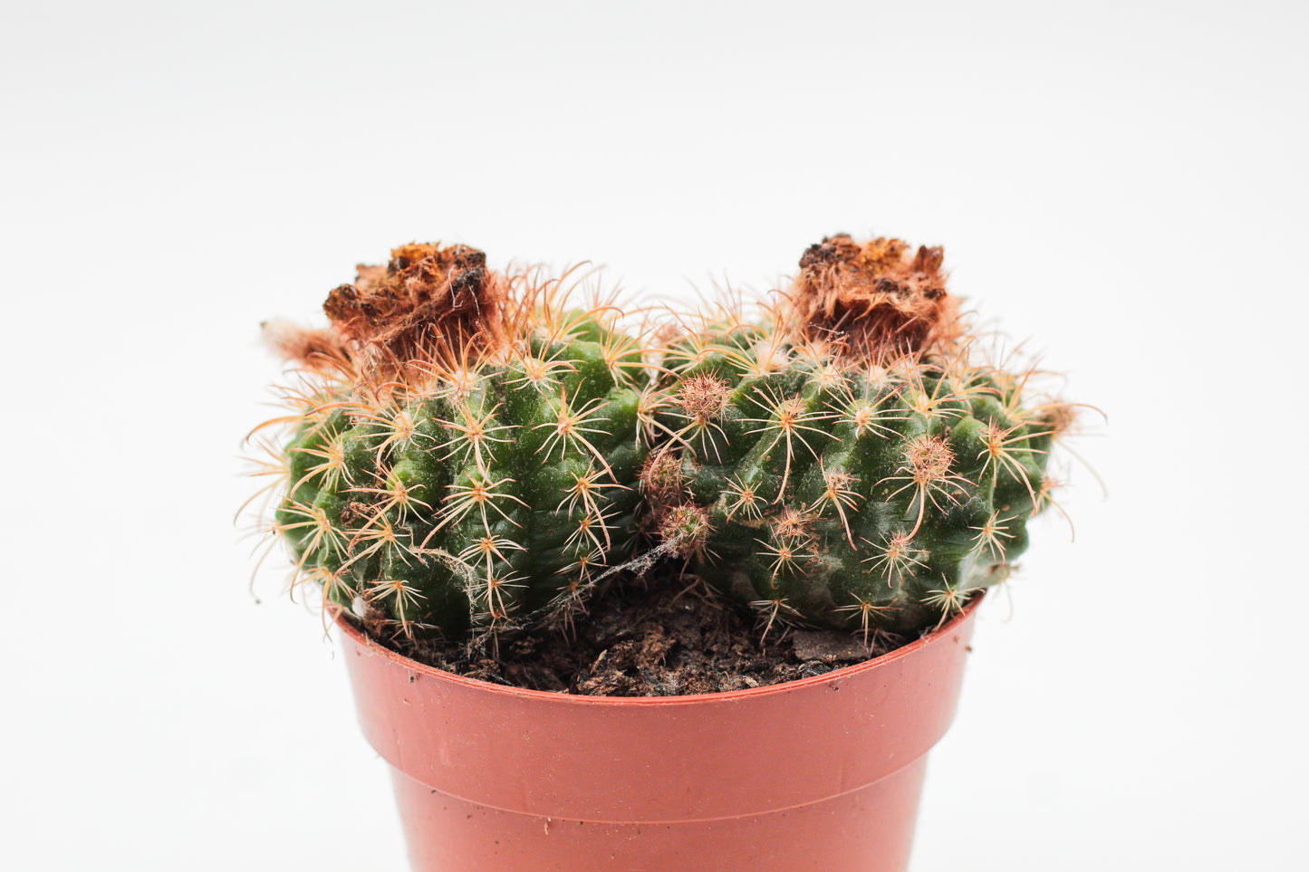 Parodia mairanana
